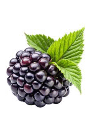 Blackberry