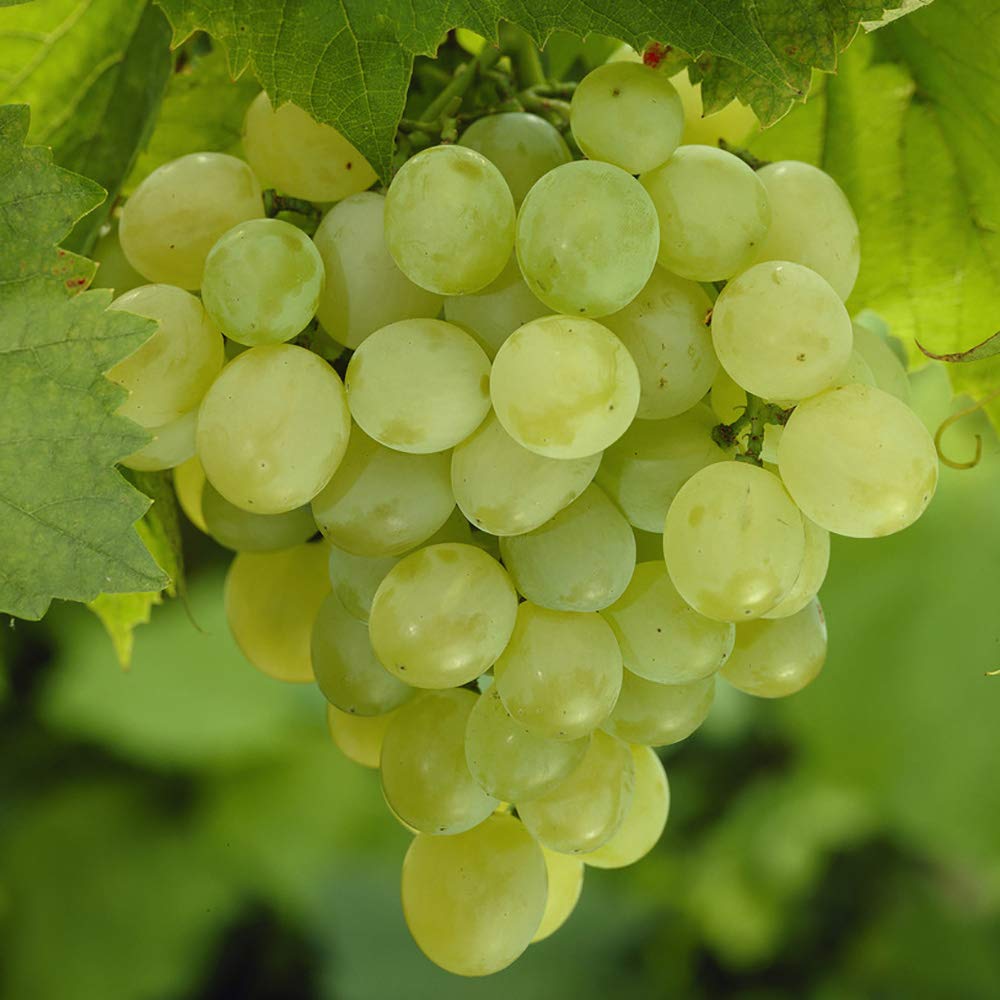 Grapes