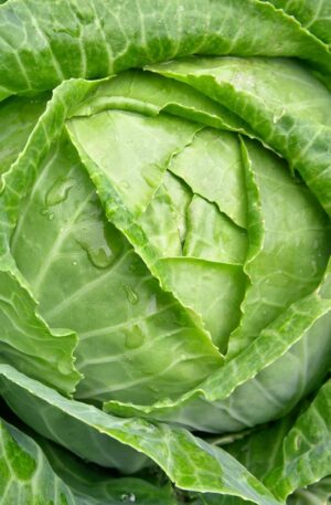 Cabbage