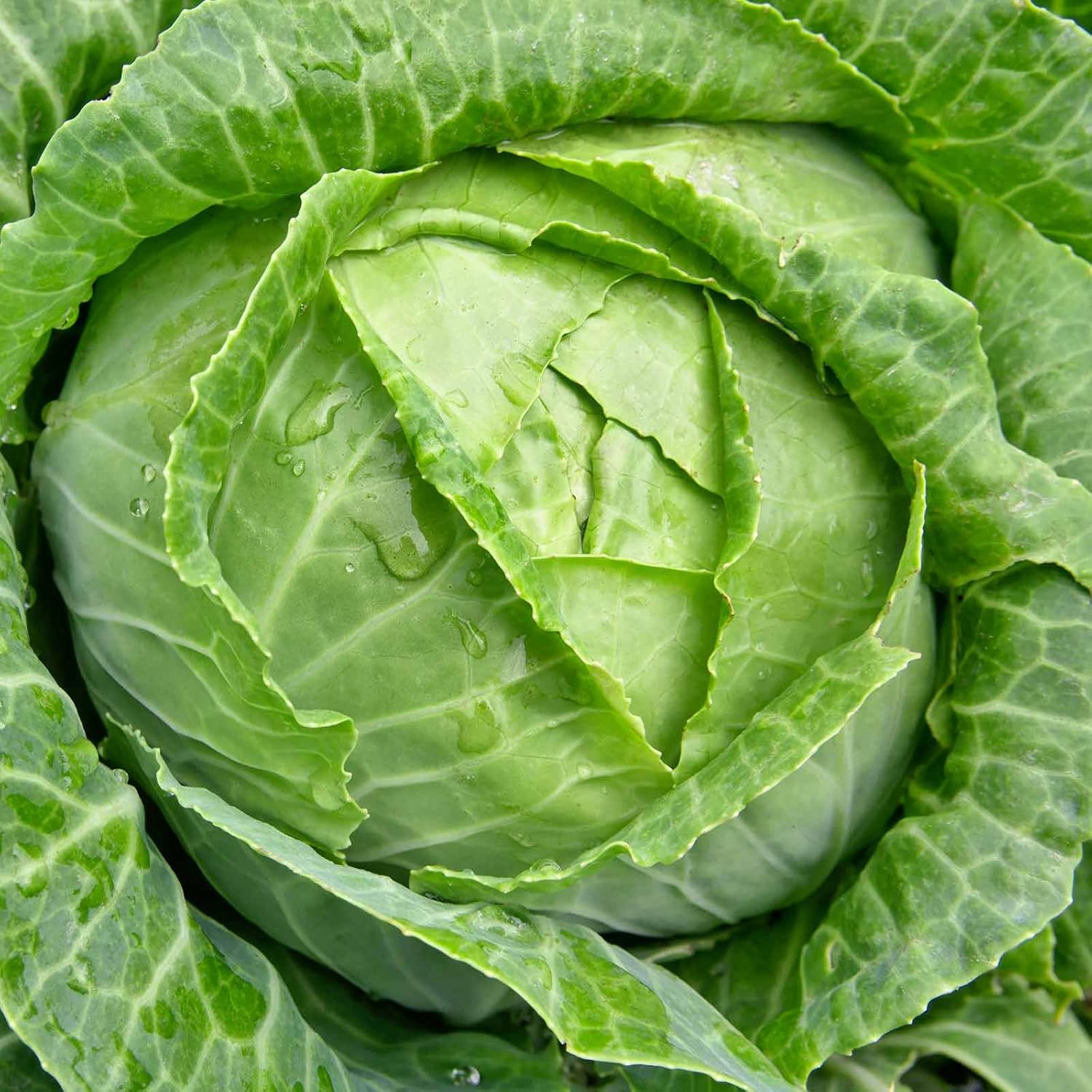 Cabbage