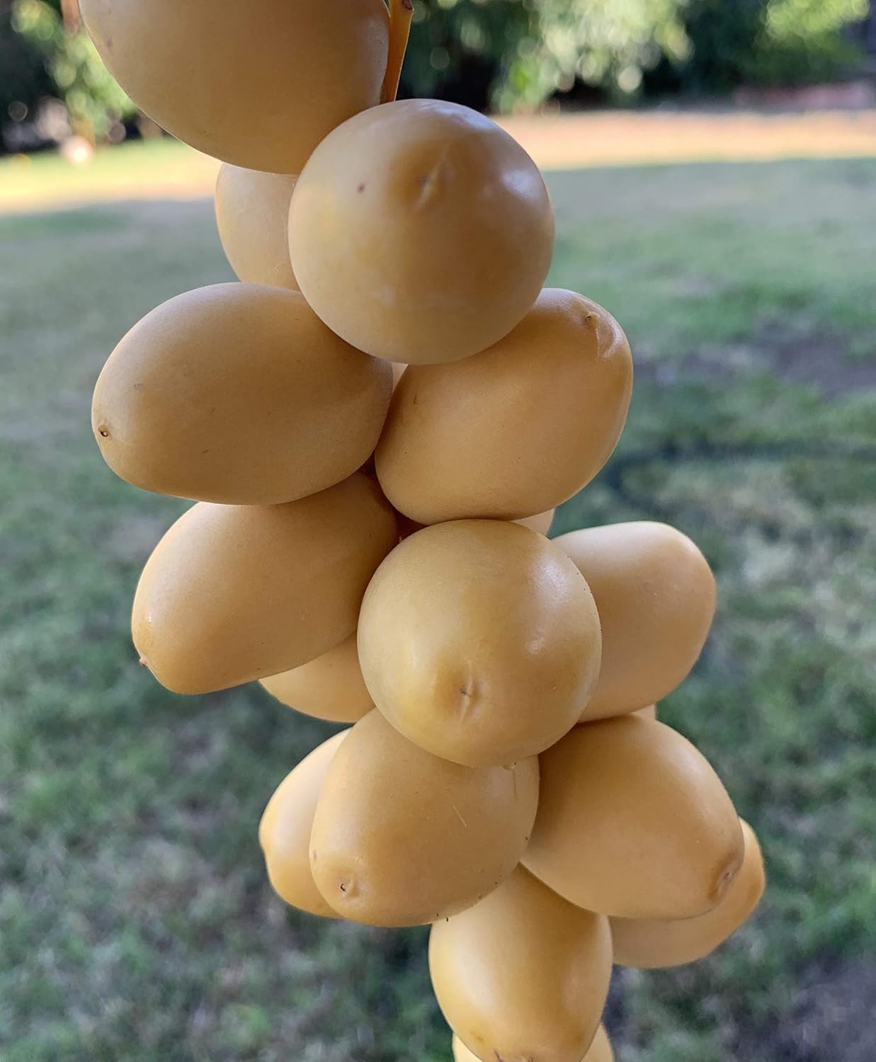 Fresh Barhi Dates - Image 2