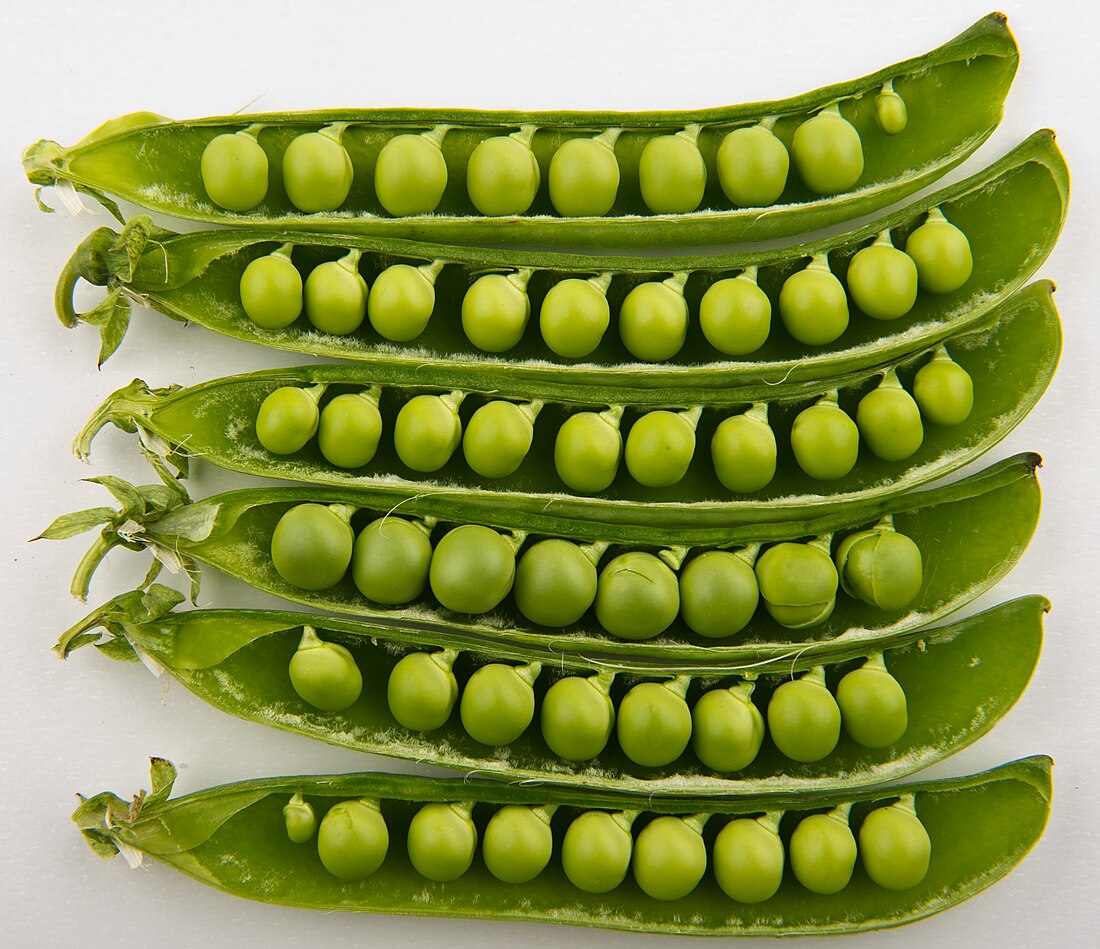 Snow Peas “Mangetout” - Image 2