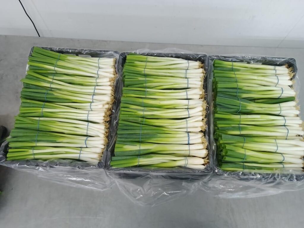 Spring Onions - Image 2