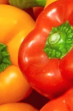 Pepper “Capsicum”