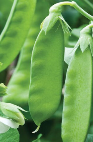 Snow Peas “Mangetout”