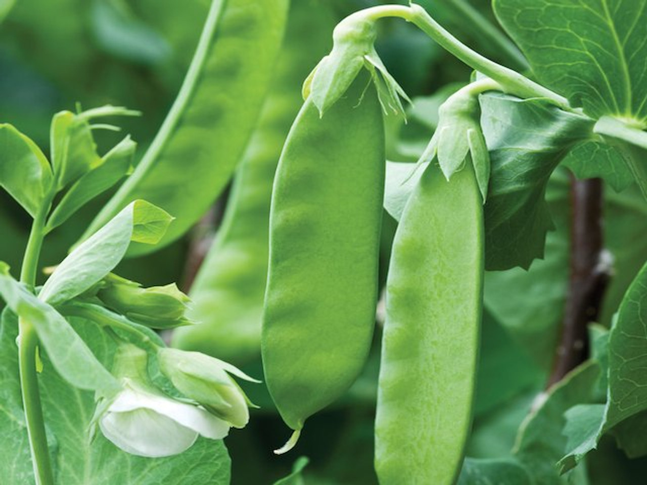 Snow Peas “Mangetout”